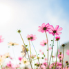 sweet color cosmos flowers in bokeh texture soft blur